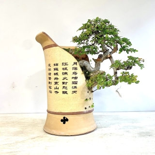 Paisaje Penjing de bonsái olmo chino medidas 35x37 cm