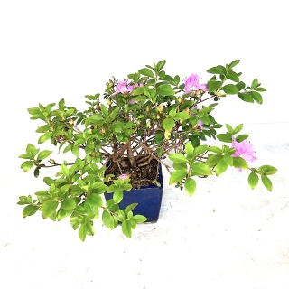 Bonsái de azalea ( rhododendron indicum ) medidas 21x33 cm