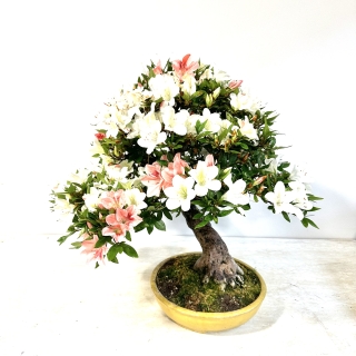 Bonsái de azalea ( rhododendron indicum ) medidas 43x45 cm