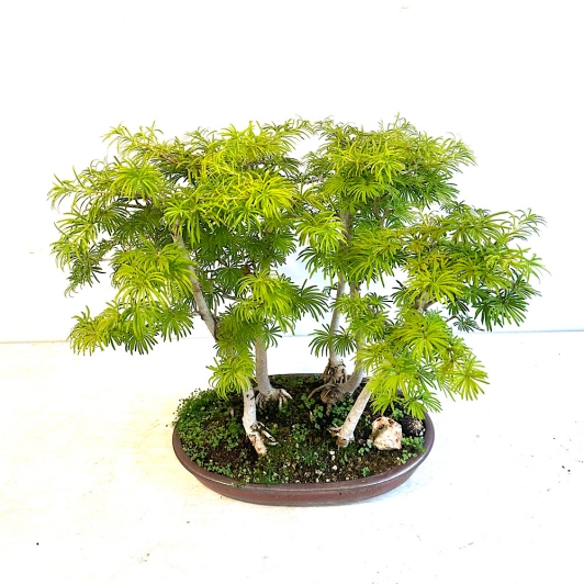 Paisaje Penjing bosque de bonsáis de pseudolarix medidas 33 x 45 cm.