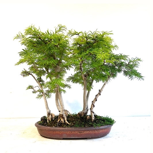 Paisaje Penjing bosque de bonsáis de pseudolarix medidas 33 x 45 cm.