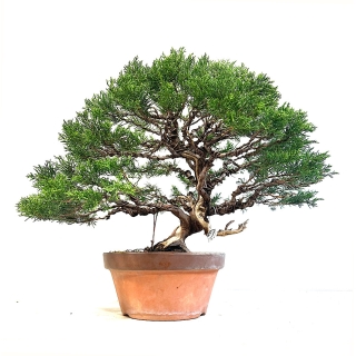 Bonsái ejemplar junipero chinensis itogawa medidas 41x61 cm