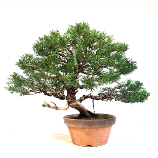 Bonsái ejemplar junipero chinensis itogawa medidas 41x61 cm
