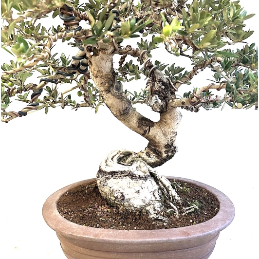 Bonsái ejemplar olivo, olea europaea medidas 47x63 cm