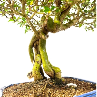 Bonsai Ligustrum oftusifolium medidas de 40x39cm