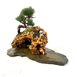 Paisaje penjing pino blanco Japones pentaphilla  en roca medidas 32x33 cm