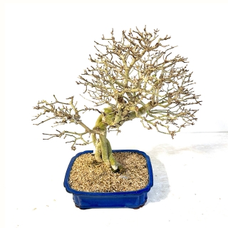 Bonsai Ligustrum oftusifolium medidas de 40x39cm