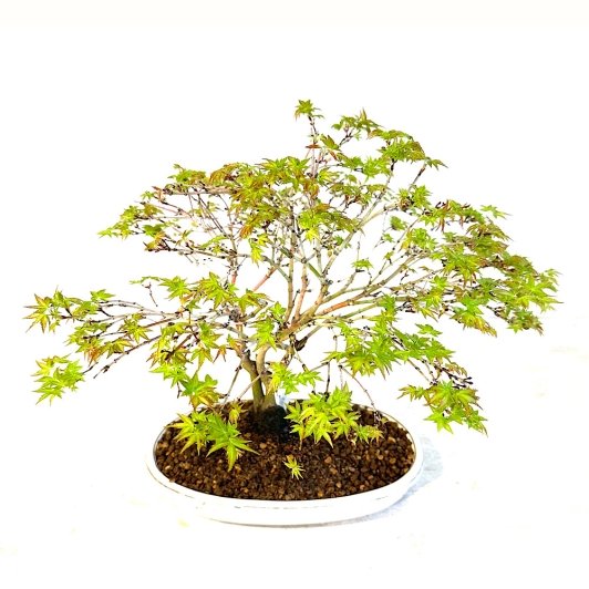 Bonsái Acer palmatum kiyohime medidas 31x41 cm