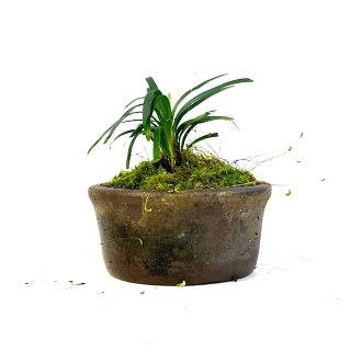 planta de acento Ophiopogon japonicus en maceta de 6.5cm