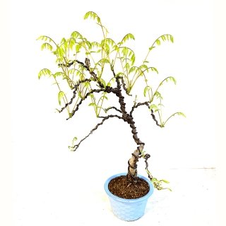 Bonsai de glicina japonesa, wisteria floribunda medidas 57x45cm