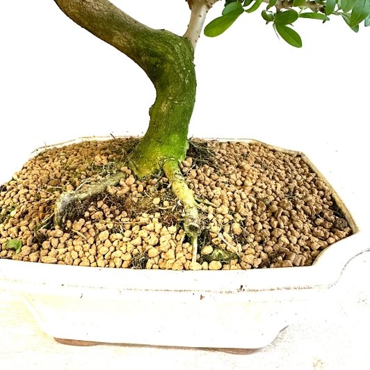 Bonsái Olmo chino (Ulmus parvifolia) medidas 27x31cm