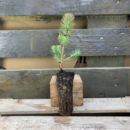 Plantón de Pinus pinea o Pino piñonero en alveolo forestal
