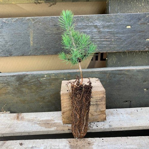 Plantón de Pinus halepensis o Pino carrasco en alveolo forestal