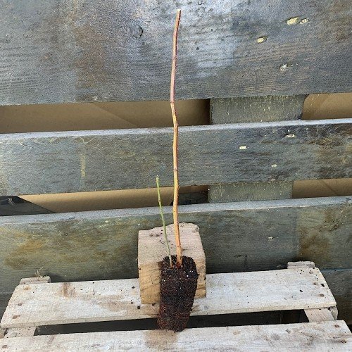 Plantón de Malus sylvestris o Manzano en alveolo forestal