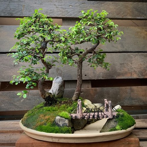 Paisaje Penjing de bonsáis olmos chinos medidas 37x37 cm