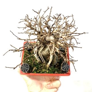Bonsái olmo nireyaki o zelkova parvifolia enraizado en roca medidas 23x19cm