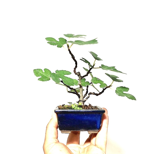 Bonsái Higuera, Ficus carica mame medidas 12x19 cm