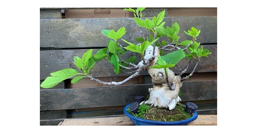 Ficha Bonsái Higuera (Ficus carica)