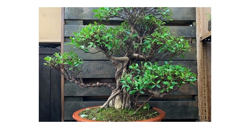Ficha Bonsái Ficus retusa (Ficus microcarpa)